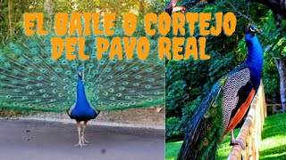 El Pavo RealBaile y Cortejo [upl. by Hirschfeld]