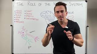 Introduction to the Nervous System [upl. by Bashee]