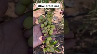 olive arbequina زيتون الأربكينا [upl. by Burrill737]