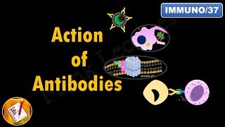 Action of Antibodies Neutralization Opsonization Complement Activation and ADCC FLImmuno37 [upl. by Laddie]