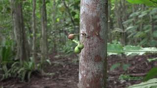 A Tropical Fig Tree Ficus fistulosa Fruiting in Singapore [upl. by Jaal]