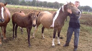 Острая пневмония у кобылки Acute pneumonia mare [upl. by Ahsitak]