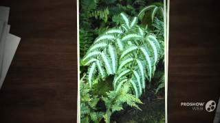 Pteris  garden plants [upl. by Finzer206]