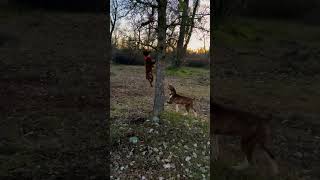 Patterdale terrier treeing mountaincur [upl. by Fee]