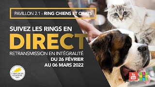 Ring Chiens et Chats 03032022 [upl. by Ariam]