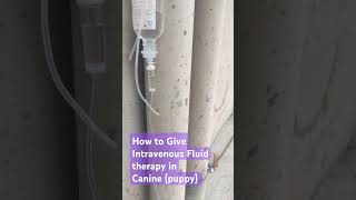 How to Give Intravenous Fluid in Canine  Blood sample Collect in Dog  Canula insert in Dog [upl. by Yrian]