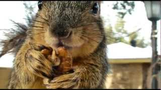 Very close HD of squirrel eating nuts [upl. by Endora741]