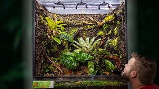 Creating a MASSIVE Poison Frog Vivarium [upl. by Thorne260]