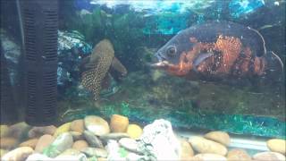 OSCAR vs PLECOSTOMUS [upl. by Gainer322]