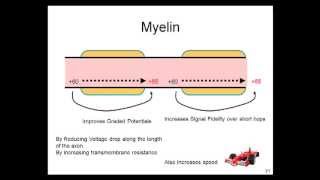 Graded Potentials Action Potentials Electrotonic Conduction Myelin [upl. by Bruce]