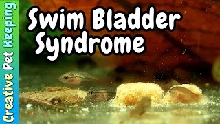 Baby Betta Swim Bladder Syndrome and What is Culling Fry [upl. by Eelitan552]