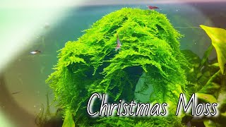 CHRISTMAS MOSS quotVesicularia montagneiquot Species Spotlight [upl. by Aryk]