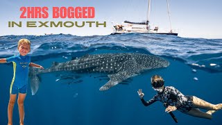 EP29 Raising brave kids  5 Year old swims with WHALE SHARK in Exmouth [upl. by Culbertson]