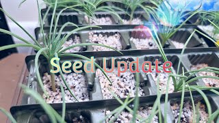 Sunday bonsai seed and propagation update [upl. by Nosemyaj]