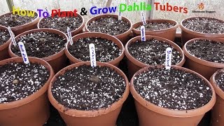 How To Start Dahlia Tubers In Pots [upl. by Beall]