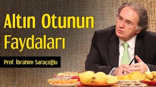 Altın Otunun Faydaları  Prof İbrahim Saraçoğlu [upl. by Fields]