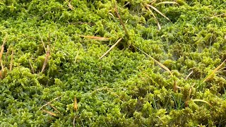 Grow your own Sphagnum moss [upl. by Drucie]