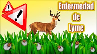 🔴🔴 ¿Qué es la enfermedad de LYME Síntomas diagnóstico y tratamiento Borrelia burgdorferi e Ixodes [upl. by Yahs]