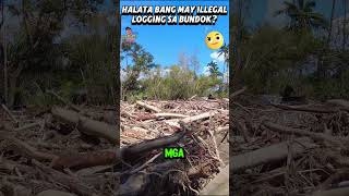 Is Illegal Logging the Cause of Landslide in Batangas [upl. by Anahsit906]