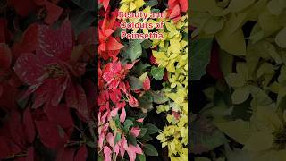 Poinsettia Plant Real Colors Varieties Beauty Nature Garden [upl. by Otiv]