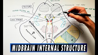 Midbrain  Cross section  Internal structure  Neuroanatomy Tutorial [upl. by Amalle]