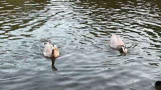 Bar headed geese pair [upl. by Chew]