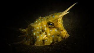 Facts The Longhorn Cowfish [upl. by Giza]