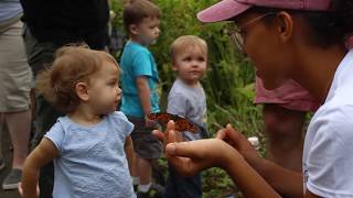 Butterfly Festival [upl. by Lydnek402]