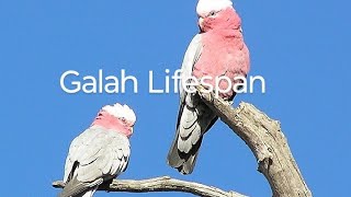 Galah Lifespan birds birdslife birdslover birdspecies [upl. by Rednasyl]