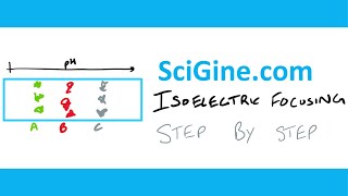 Isoelectric Focusing Gel Electrophoresis  Procedure Experiment and Tutorial  Learn in 15 mins [upl. by Four]