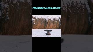 PEREGRINE FALCON ATTACK trending falcon birds animals peregrinefalcon eagle youtubeshorts [upl. by Langan242]