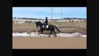 Dressage Horse Training Canter Straightness [upl. by Christabel]