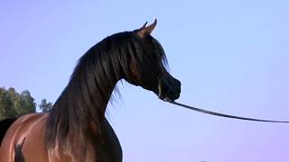 O Arabian  A Film Loveletter to the Incredible Arabian Horse [upl. by Auburta154]