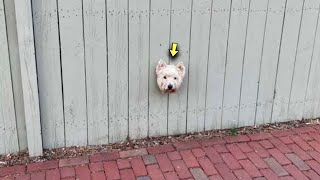 Dog Stuck in the Fence Looked On with Sad Eyes Everyone Walked By [upl. by Chapel]