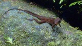 Anolis oculatus in Dominica [upl. by Moran322]