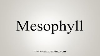 How To Say Mesophyll [upl. by Ameehsat]