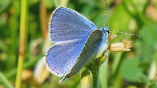 Modrásek jehlicový  The common blue Polyommatus icarus [upl. by Najib]