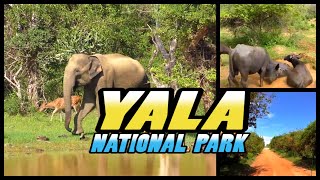 YALA NATIONAL PARK Safari  Sri Lanka 4k [upl. by Dorca389]