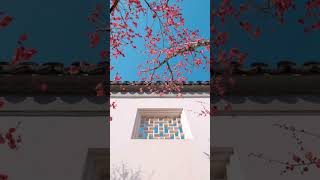 Yulan Flower Suzhou Garden travelvlog [upl. by Guyer]