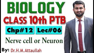 Nerve cell or neurons  Chapter  12  Biology Class 10th  Lec 6 [upl. by Edobalo315]