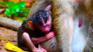 Newborn newly baby monkey just 10h old not yet take full milk mom [upl. by Aicatsue]