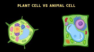 DIFFERENCE BETWEEN PLANT CELL AND ANIMAL CELL iscience [upl. by Charmian]