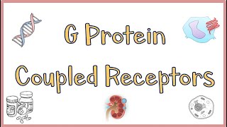 G Protein Coupled ReceptorsGPCRs  Structure Function Mechanism of Action Everything [upl. by Anaiviv]