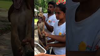 Stuck bonesave dogsGood job👏humanity love shorts viralvideo awareness ranig123 [upl. by Manly]