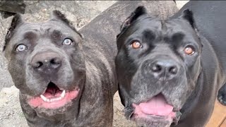 CANE CORSO Dog for FIRST TIME Owner [upl. by Eelanna]