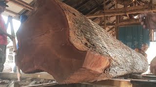 3000 worth of giant red mahogany wood [upl. by Constant91]