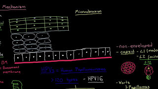 The HPV Entry Mechanism Part 2 [upl. by Curnin]