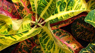 Care of Croton plant [upl. by Muhammad664]