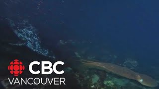 Diver captures aquatic battle between seal and octopus in BC waters [upl. by Nahtam]