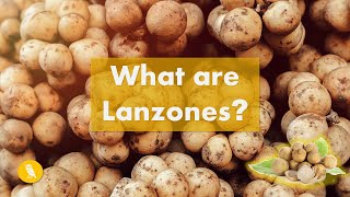 What are Lanzones Langsat  Fruits You Probably Never Heard Of  Ep 7 [upl. by Ally14]